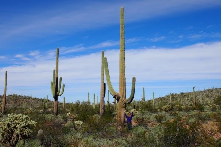 Syl onder een Saguaro cactus